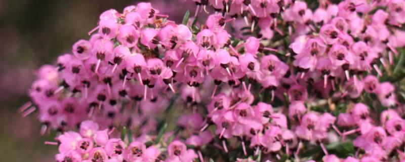 欧石楠的花期是几月份，在10月至次年3月