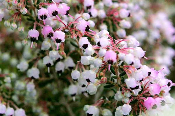 欧石楠的花期是几月份，在10月至次年3月