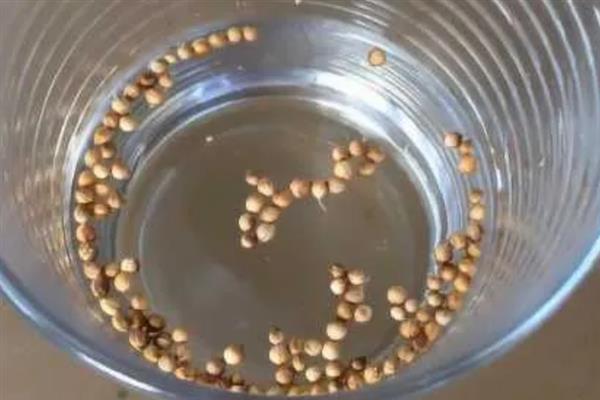 欧石楠的花期是几月份，在10月至次年3月