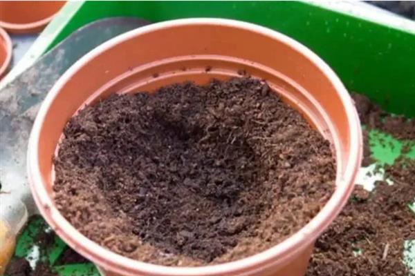 欧石楠的花期是几月份，在10月至次年3月