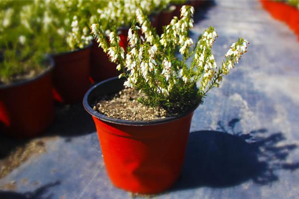欧石楠的花期是几月份，在10月至次年3月