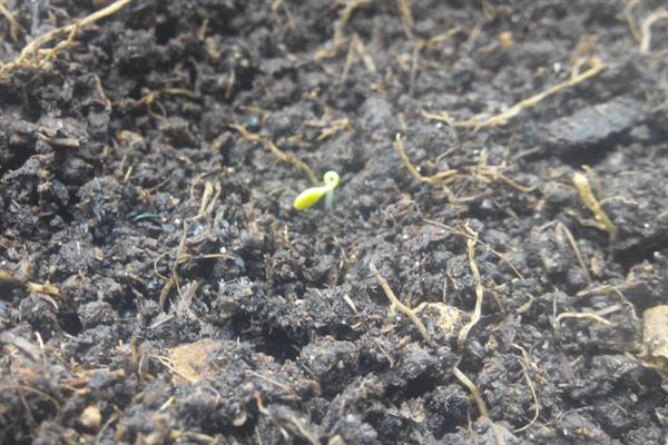 欧石楠的花期是几月份，在10月至次年3月