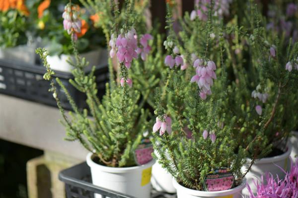 欧石楠的花期是几月份，在10月至次年3月