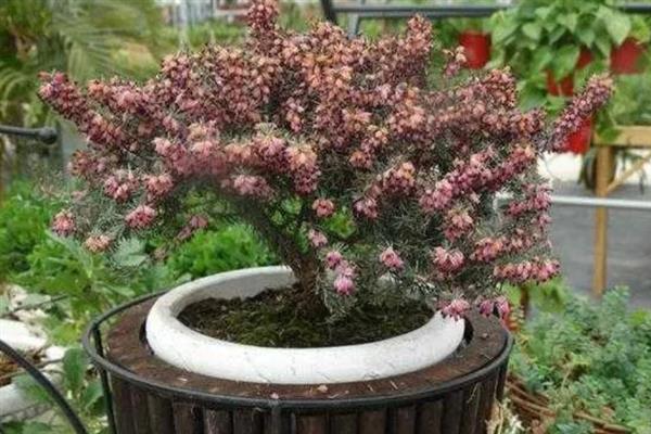 欧石楠的花期是几月份，在10月至次年3月