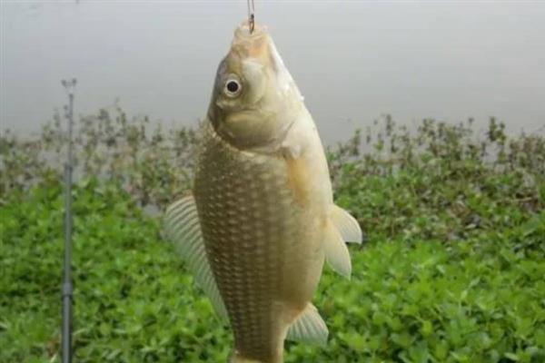 4号伊豆适合钓鲫鱼吗，适合野钓鲫鱼兼钓小个体鲤鱼