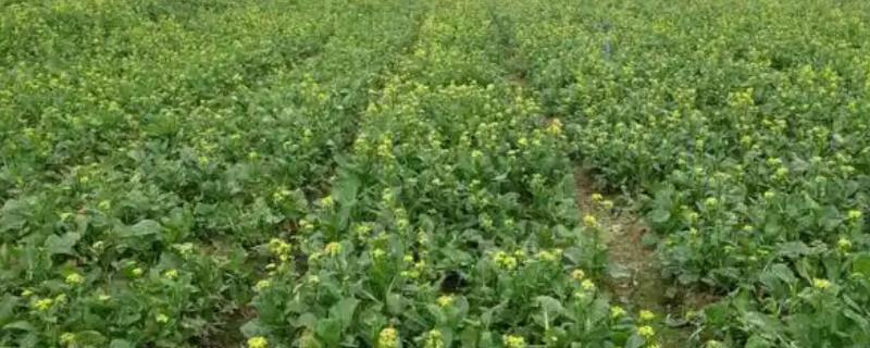 增城迟菜心的种植方法，时间通常选择在秋冬