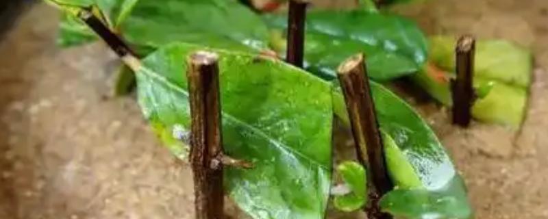 金银花树的扦插方法，适宜在夏秋两季的阴雨天气进行
