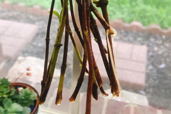 金银花树的扦插方法，适宜在夏秋两季的阴雨天气进行