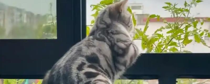 猫咪总是喜欢待在窗边的原因，主要存在调节体温、视察领地等4个因素