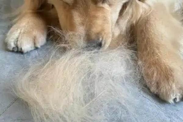 金毛为什么会脱毛，3-4月份、7-9月份为狗狗的换毛期