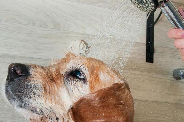 金毛为什么会脱毛，3-4月份、7-9月份为狗狗的换毛期