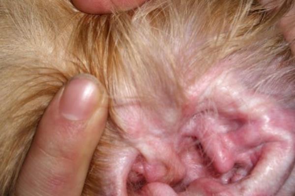 金毛为什么会脱毛，3-4月份、7-9月份为狗狗的换毛期