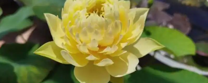碗莲怎么水培养殖，先要对种子进行催芽处理