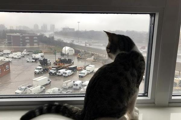 猫咪总是喜欢待在窗边的原因，主要存在调节体温、视察领地等4个因素