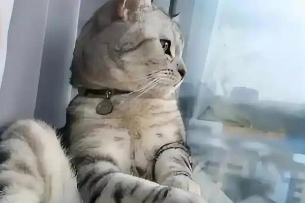 猫咪总是喜欢待在窗边的原因，主要存在调节体温、视察领地等4个因素