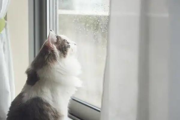 猫咪总是喜欢待在窗边的原因，主要存在调节体温、视察领地等4个因素