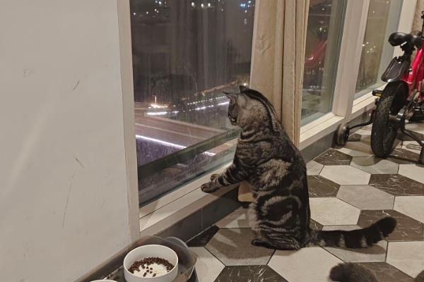 猫咪总是喜欢待在窗边的原因，主要存在调节体温、视察领地等4个因素