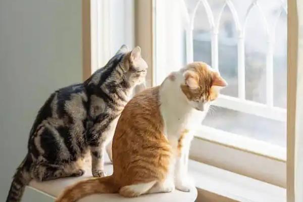 猫咪总是喜欢待在窗边的原因，主要存在调节体温、视察领地等4个因素