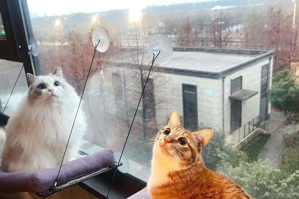 猫咪总是喜欢待在窗边的原因，主要存在调节体温、视察领地等4个因素
