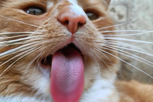 猫咪总是喜欢待在窗边的原因，主要存在调节体温、视察领地等4个因素