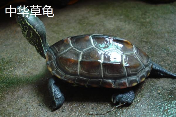 中华草龟和巴西龟的区别，外形、颜色、性格均不同