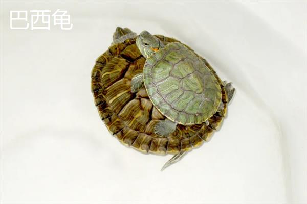 中华草龟和巴西龟的区别，外形、颜色、性格均不同