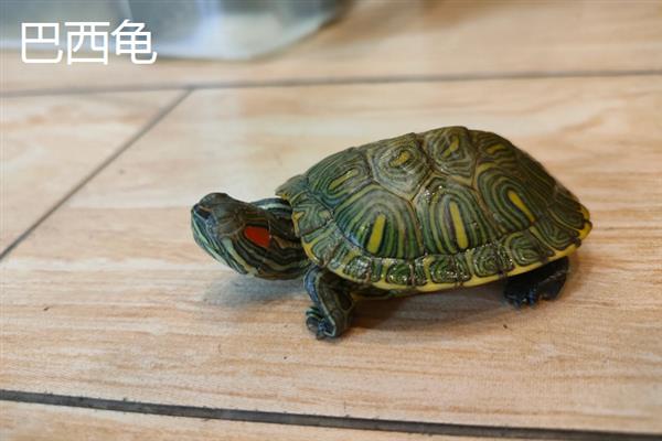 中华草龟和巴西龟的区别，外形、颜色、性格均不同