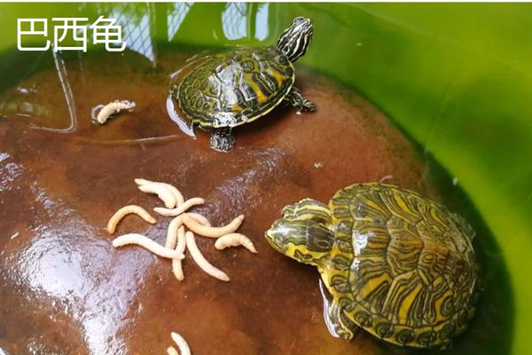 中华草龟和巴西龟的区别，外形、颜色、性格均不同