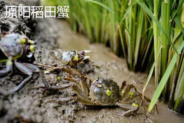 稻田蟹产地哪里的好，大通、盘锦和原阳的稻田蟹出名