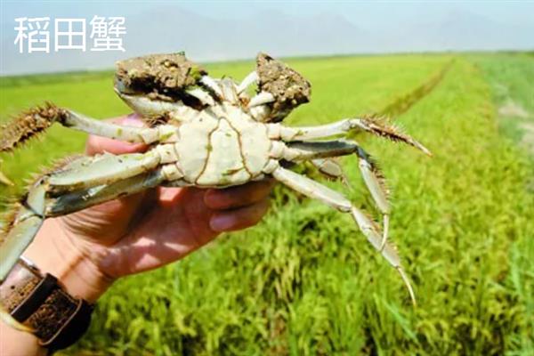 稻田蟹产地哪里的好，大通、盘锦和原阳的稻田蟹出名