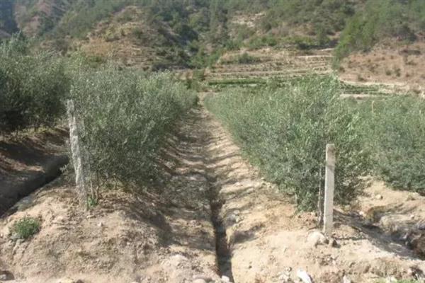 油橄榄适合种植在什么地区，主要分布于长江流域以南地区