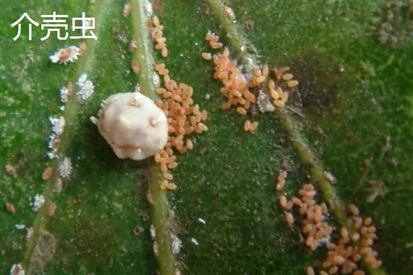 如何采集花椒种子，果实变成红色或浓红色、种子变为黑色有光泽时即可采收