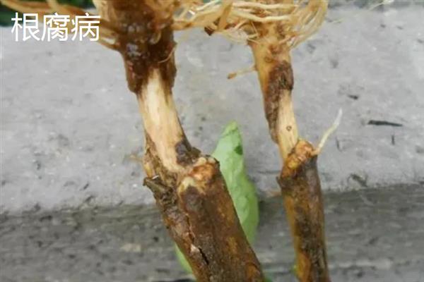 如何采集花椒种子，果实变成红色或浓红色、种子变为黑色有光泽时即可采收