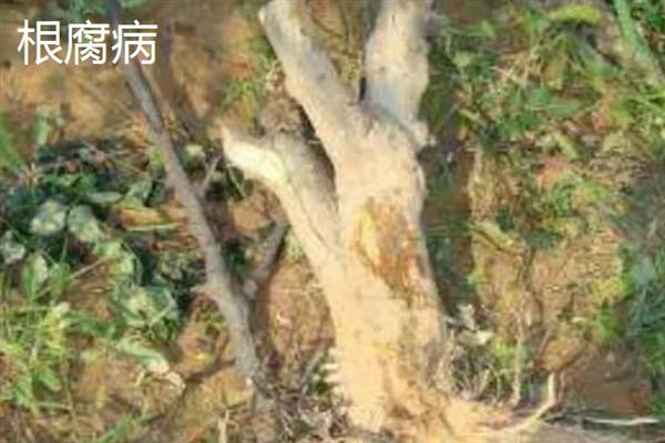 如何采集花椒种子，果实变成红色或浓红色、种子变为黑色有光泽时即可采收