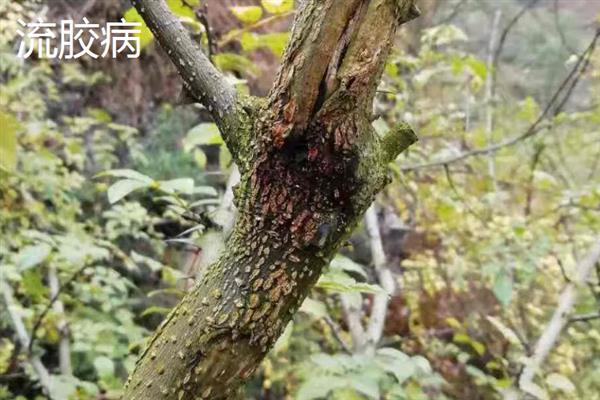 如何采集花椒种子，果实变成红色或浓红色、种子变为黑色有光泽时即可采收