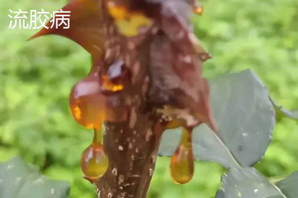 如何采集花椒种子，果实变成红色或浓红色、种子变为黑色有光泽时即可采收
