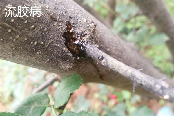 如何采集花椒种子，果实变成红色或浓红色、种子变为黑色有光泽时即可采收