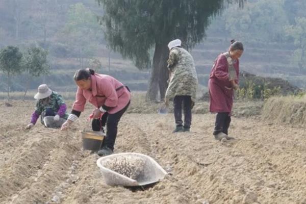 如何采集花椒种子，果实变成红色或浓红色、种子变为黑色有光泽时即可采收
