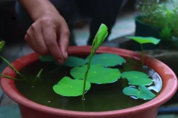 碗莲怎么水培养殖，先要对种子进行催芽处理