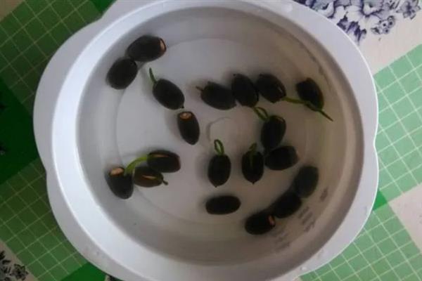 碗莲怎么水培养殖，先要对种子进行催芽处理