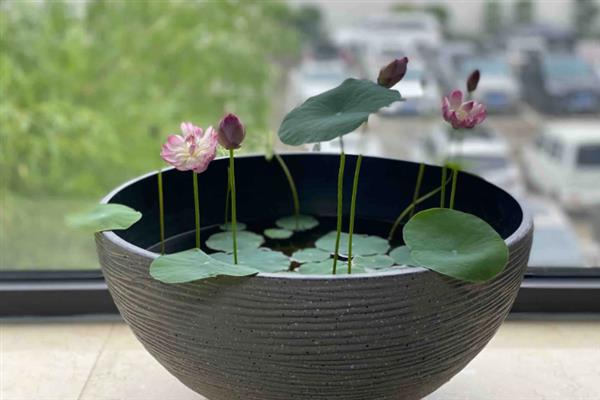 碗莲怎么水培养殖，先要对种子进行催芽处理