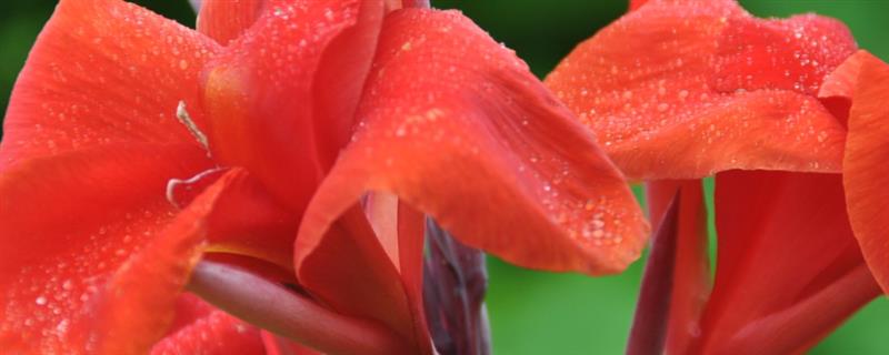 怎么养护美人蕉，生长期每隔半个月追施一次复合肥