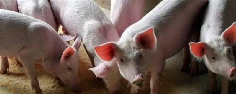 养猪要喂盐的原因，猪缺少氯和钠元素会影响食欲和发育