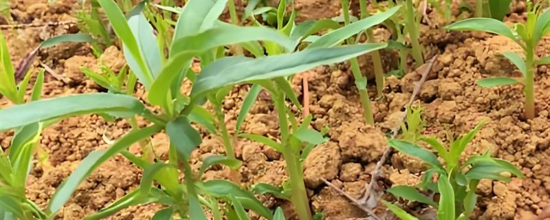 桃核的种植方法，洗净晾干后再播入土壤