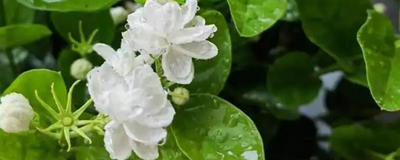 茉莉花水浇多了如何处理，立刻将植株从土壤中脱离出来