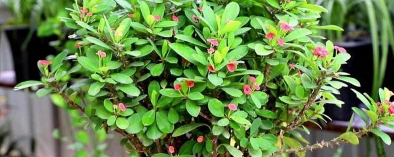 虎刺梅叶子发黄如何解决，出现肥害时进行灌水可稀释掉多余的肥料