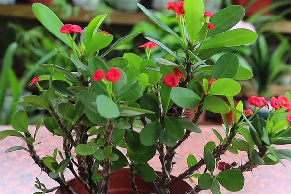 虎刺梅叶子发黄如何解决,出现肥害时进行灌水可稀释掉多余的肥料