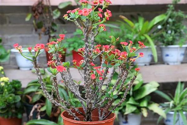 虎刺梅叶子发黄如何解决,出现肥害时进行灌水可稀释掉多余的肥料