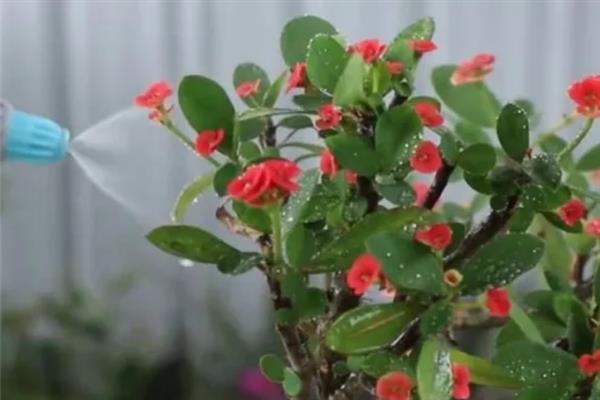 虎刺梅叶子发黄如何解决,出现肥害时进行灌水可稀释掉多余的肥料