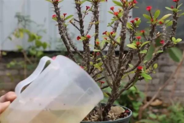 虎刺梅叶子发黄如何解决,出现肥害时进行灌水可稀释掉多余的肥料